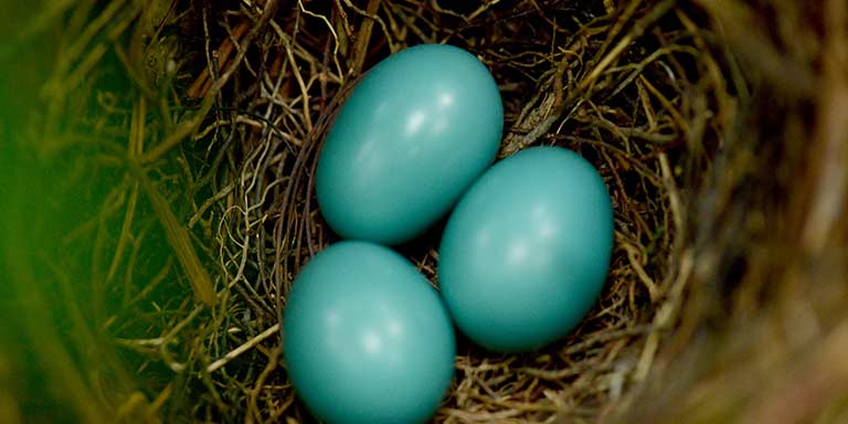 Robin eggs in a nest