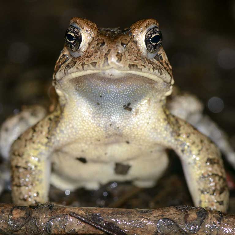 Toad face