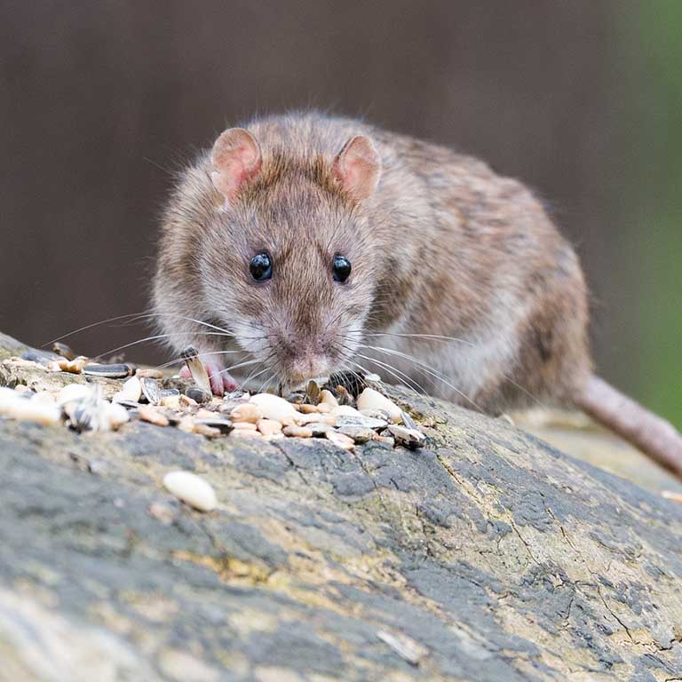 Brown rat eating seeds on a tree limb